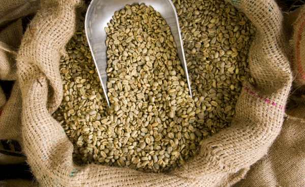 raw-green-coffee-beans-in-bag